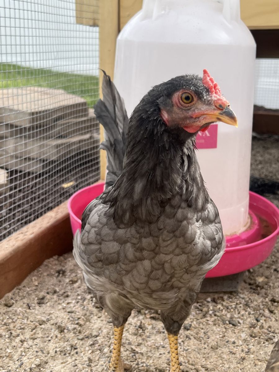 FREE 10 Week Old Rooster