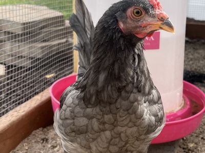 FREE 10 Week Old Rooster