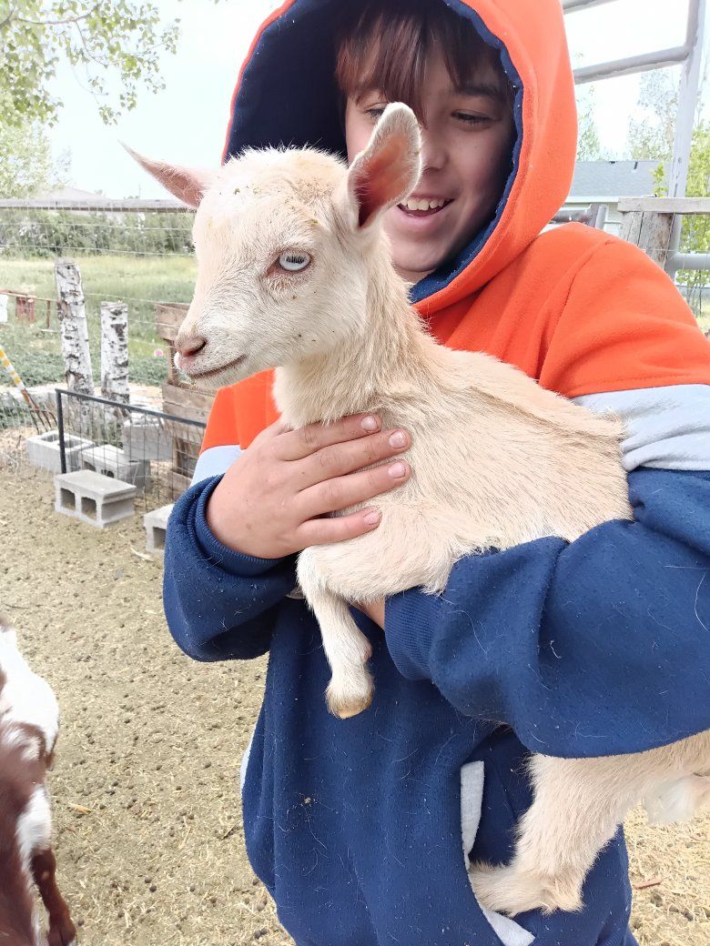 blue eyed Nigerian Doeling sale/trade