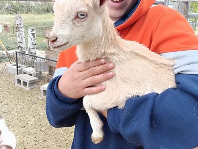 blue eyed Nigerian Doeling sale/trade