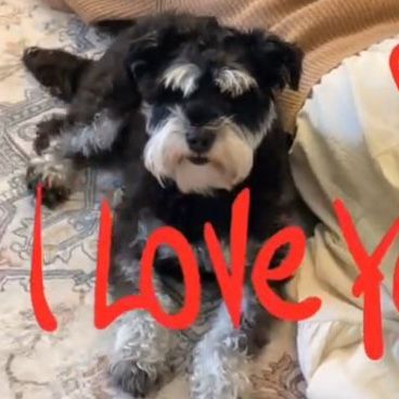 Male Black and White Miniature Schnauzer