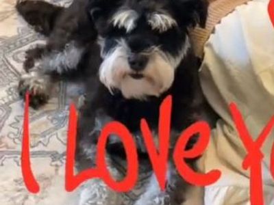 Male Black and White Miniature Schnauzer