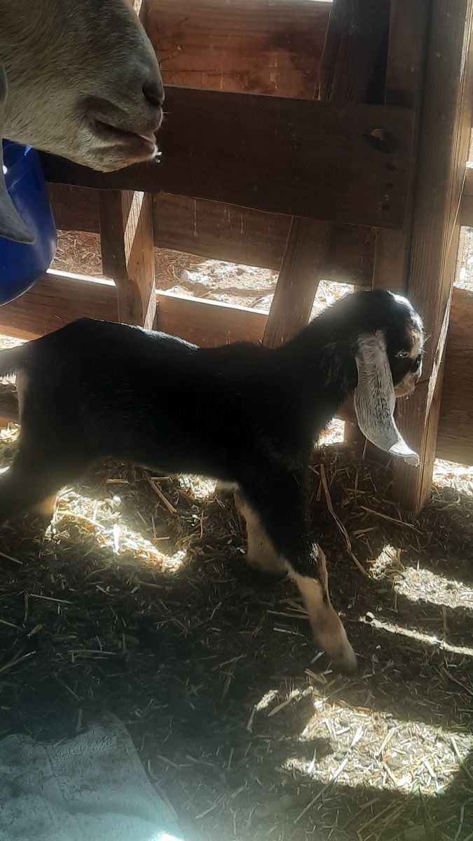 Reg. AMER. NUBIAN Doeling