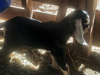 Reg. AMER. NUBIAN Doeling