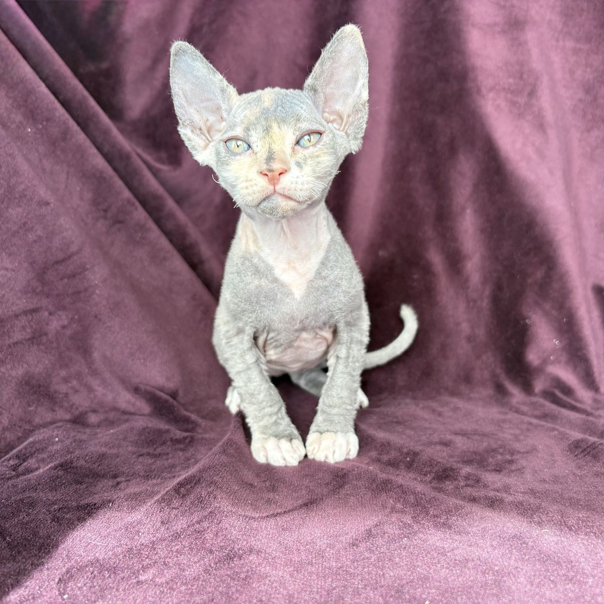 Female Sphynx Kitten