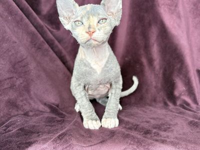 Female Sphynx Kitten