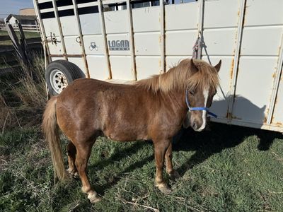 Shetland Pony