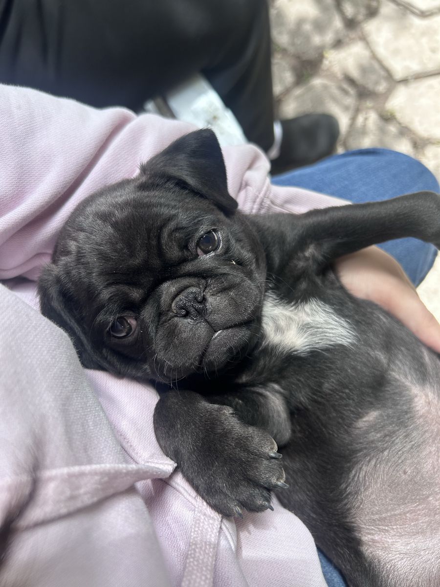 Pup puppies for sale