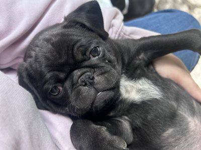 Pup puppies for sale