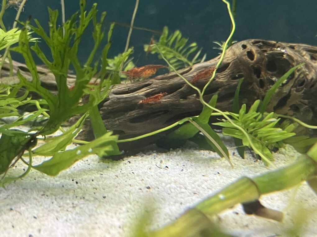 CHECK DESCRIPTION, Floating Plants, Cherry Shrimp
