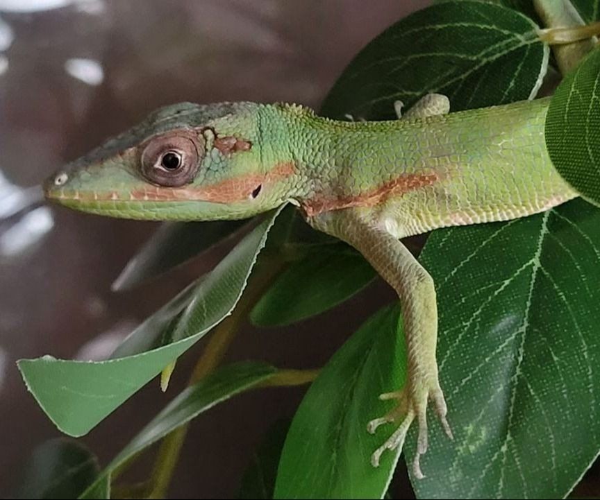 Baby Cuban Knight Anole