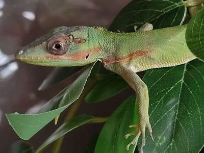 Baby Cuban Knight Anole