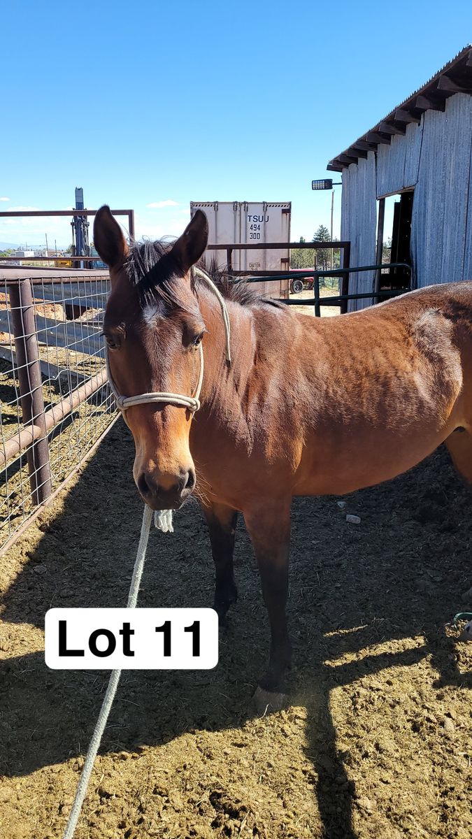 Registered mare