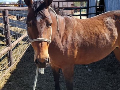 Registered mare