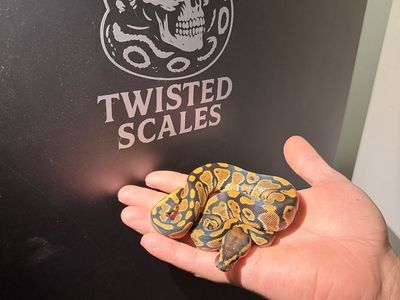 Baby Ball Python