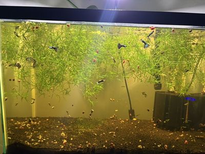 Variety Of GuppIes