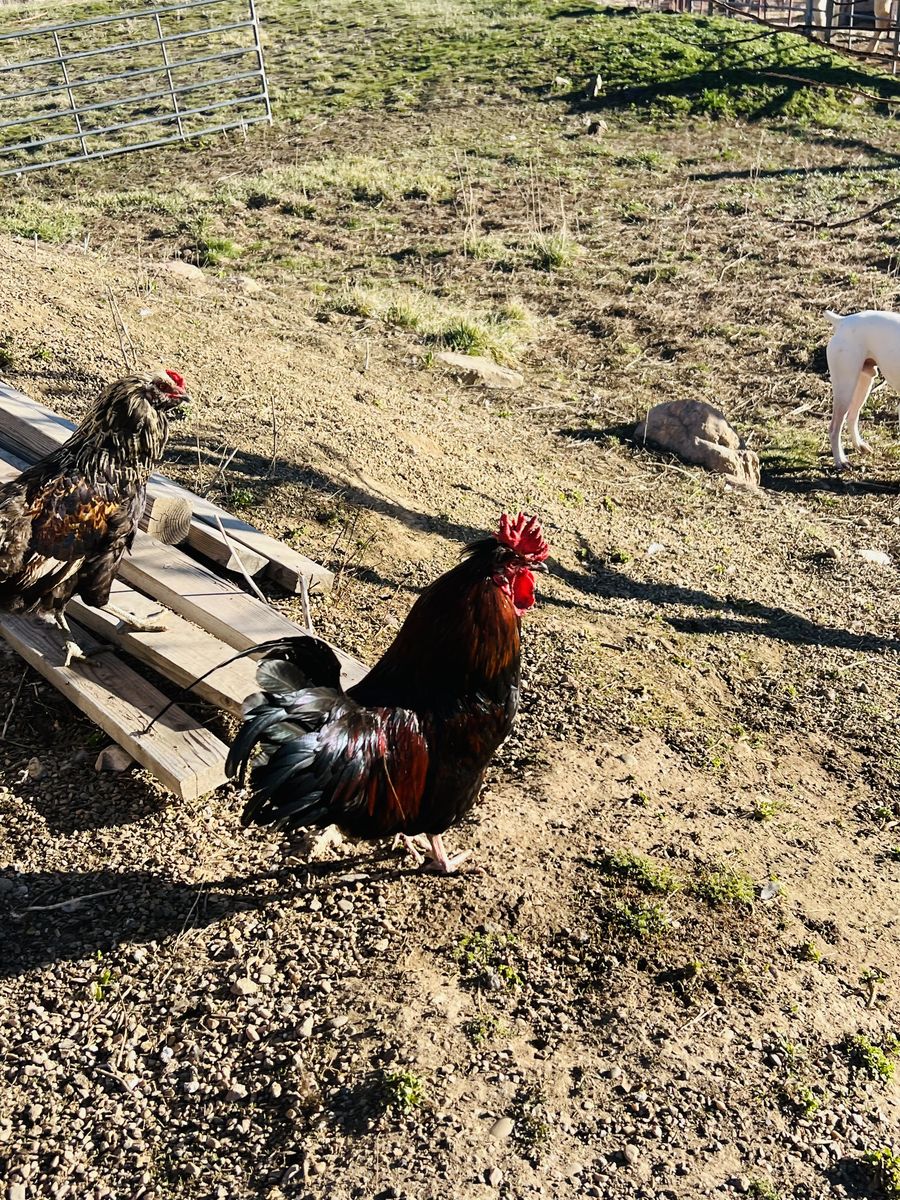 Roosters Need New homes!