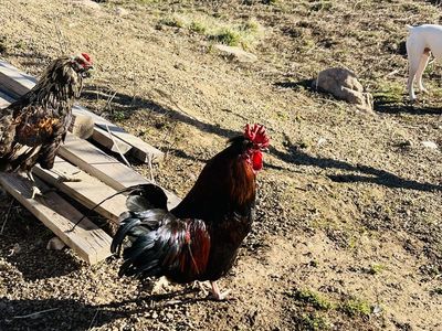 Roosters Need New homes!