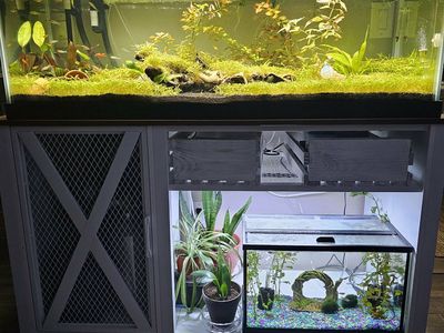 60 Gallon Aqueon Glass Fish Tank - No Leaks, Clean Glass + Free Extras