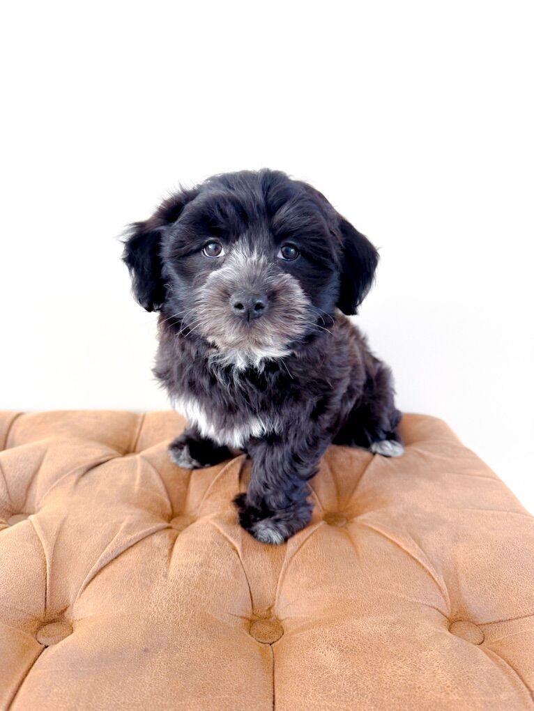 F Coton de Tulear like Maltese, Havanese, Yorkie