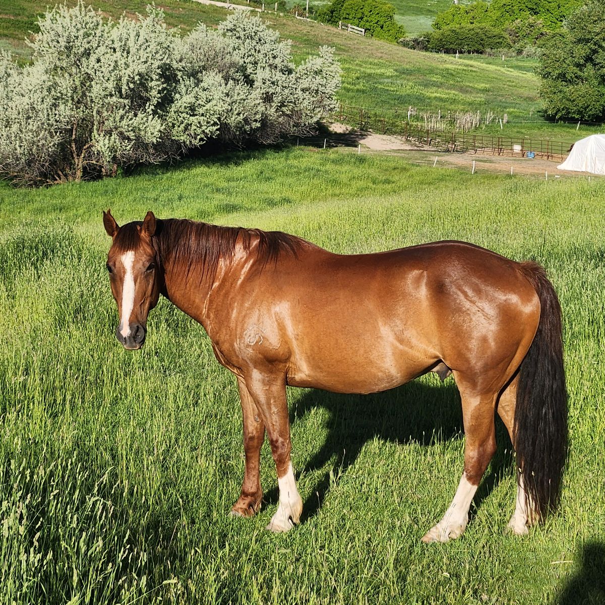 AQHA gelding