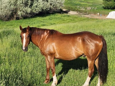 AQHA gelding