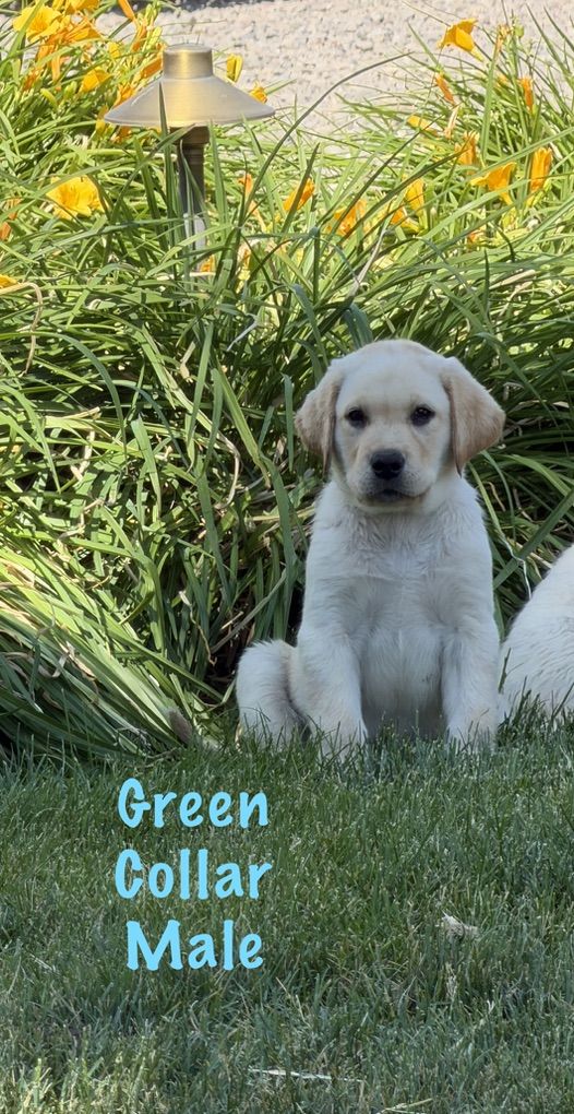 AKC Papered Labrador Retriever (lab) Puppies!