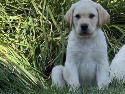AKC Papered Labrador Retriever (lab) Puppies!