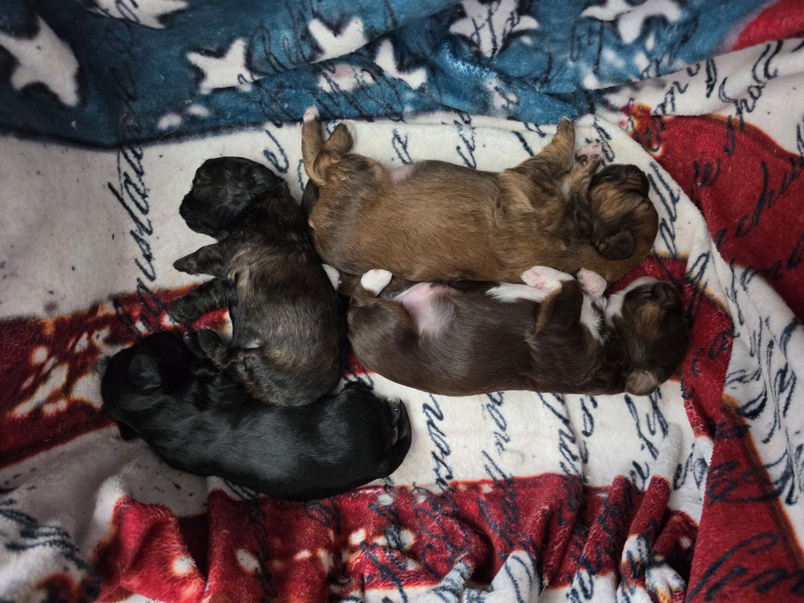 Mini Yorkiepoo 