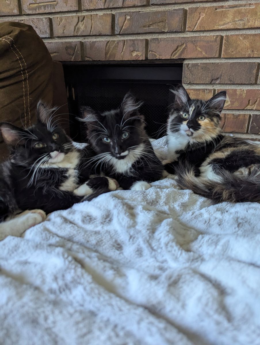 Kitten Adoption! 2 Boys and 1 Girl! Read description!