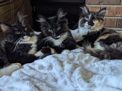 Kitten Adoption! 2 Boys and 1 Girl! Read description!