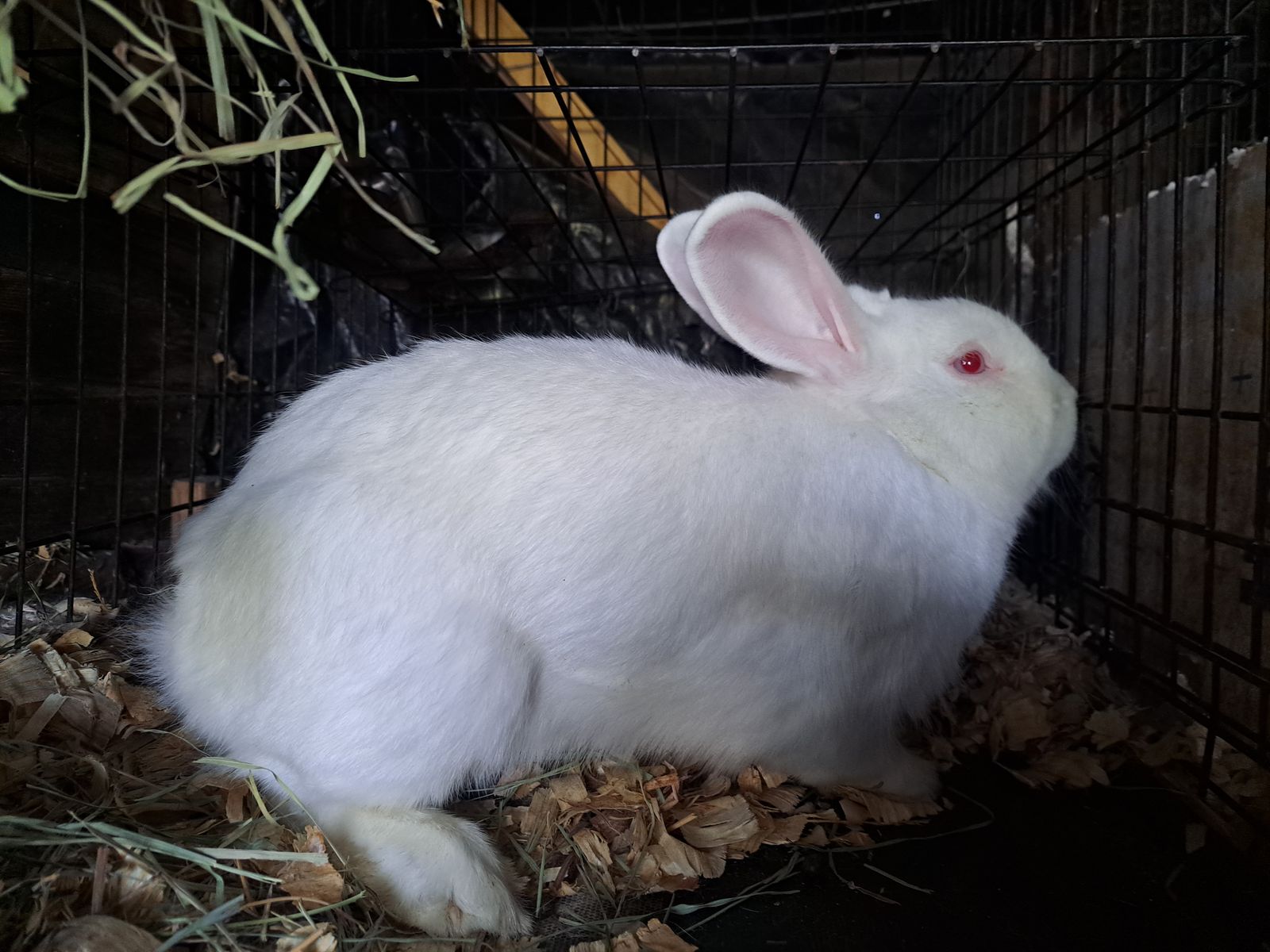 Friendly White New Zealand Buck. Rabbit/Bunny for sale!