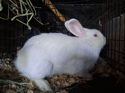 Friendly White New Zealand Buck. Rabbit/Bunny for sale!
