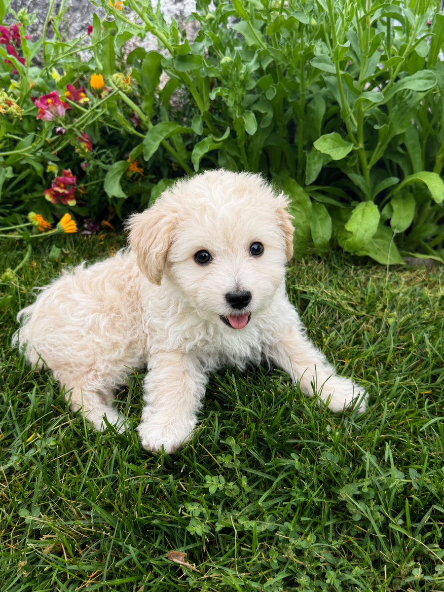 Maltipoo Puppies - Two Boys Left