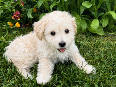 Maltipoo Puppies - Two Boys Left