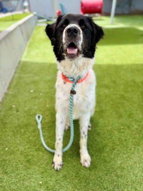 A164307 Natasha, Available for Adoption