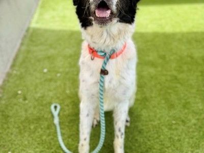 A164307 Natasha, Available for Adoption