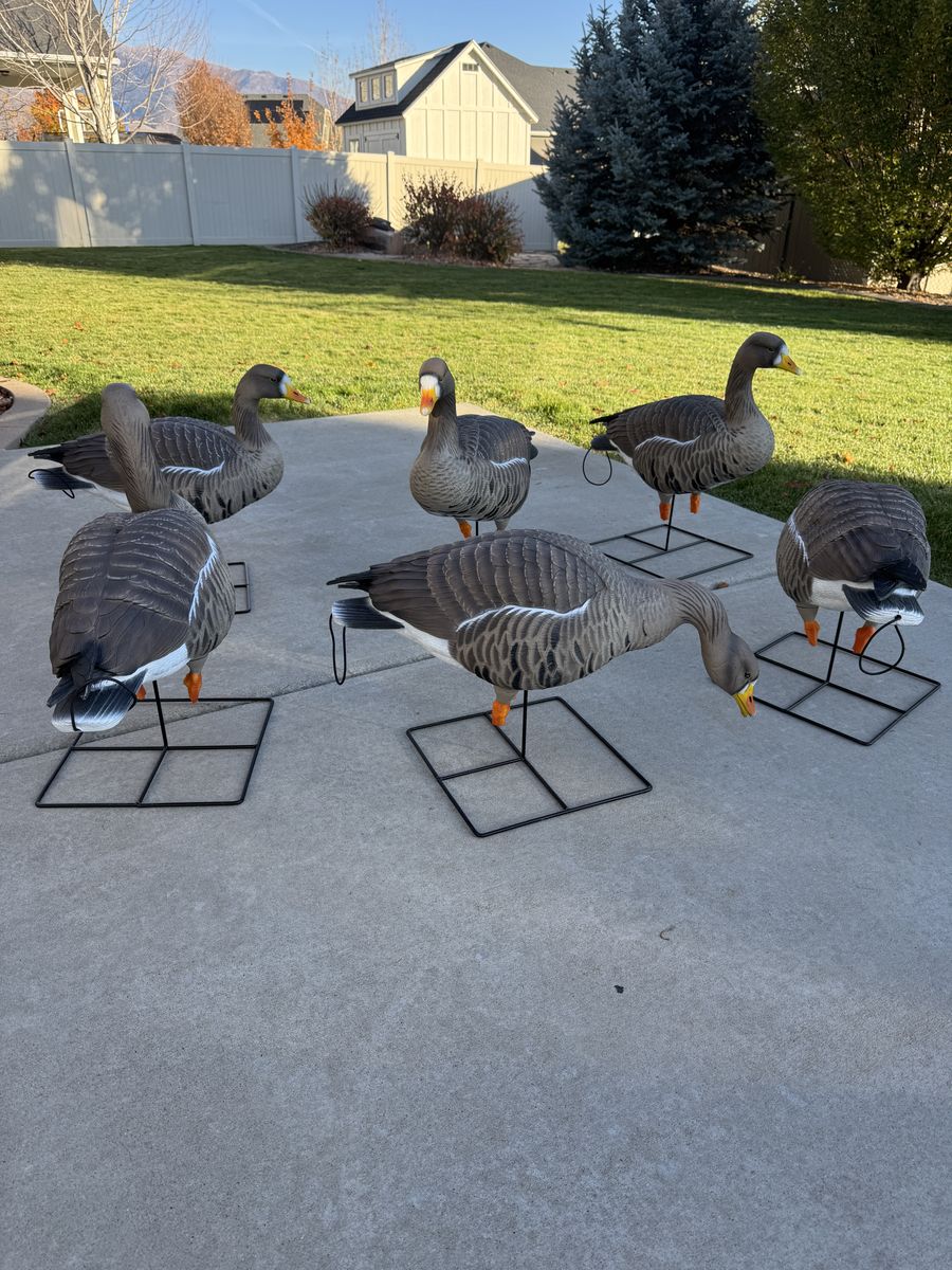 Goose decoys. GHG Pro Grade XD speck goose 