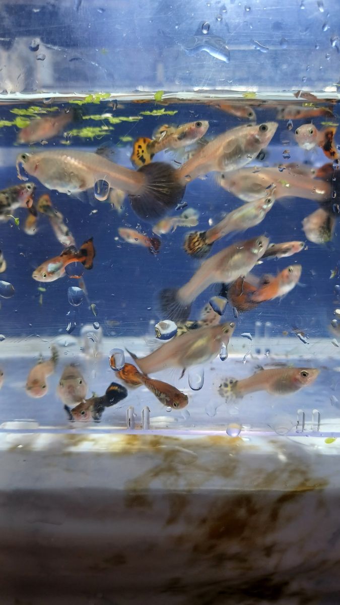 Aquaruim fish bred in my fish room