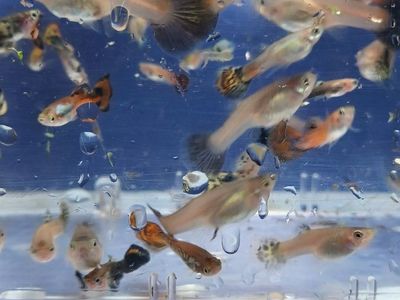 Aquaruim fish bred in my fish room
