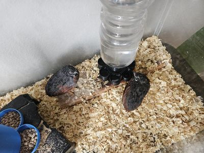 button quail