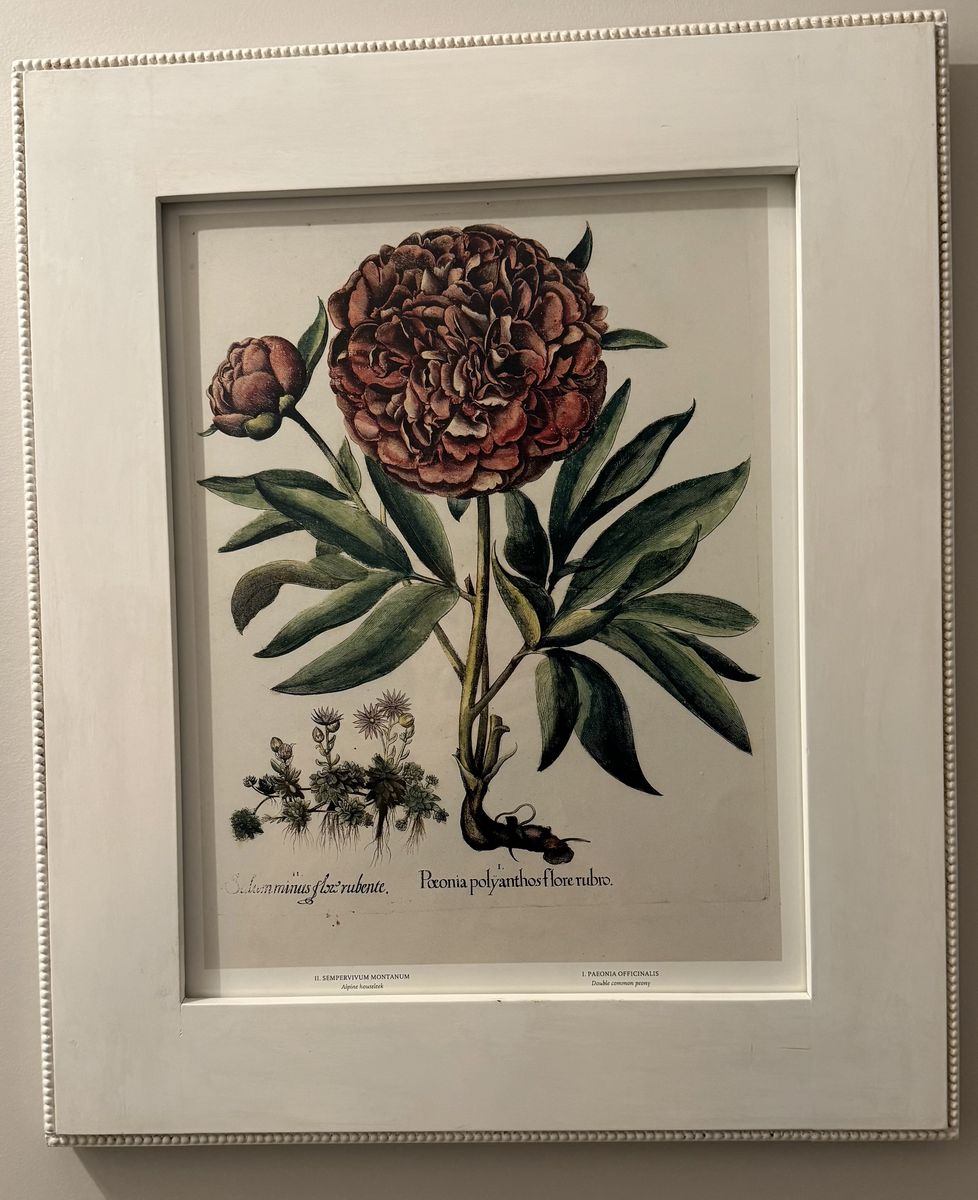 Framed Botanical Print