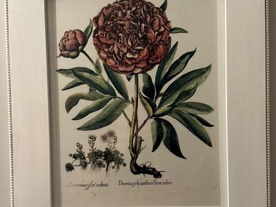 Framed Botanical Print
