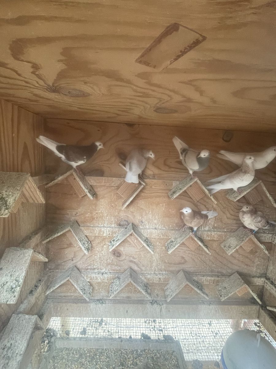 Roller Pigeons