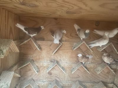 Roller Pigeons