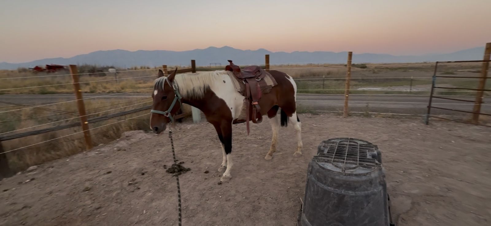 Paint Quarter Horse Mare
