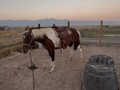 Paint Quarter Horse Mare
