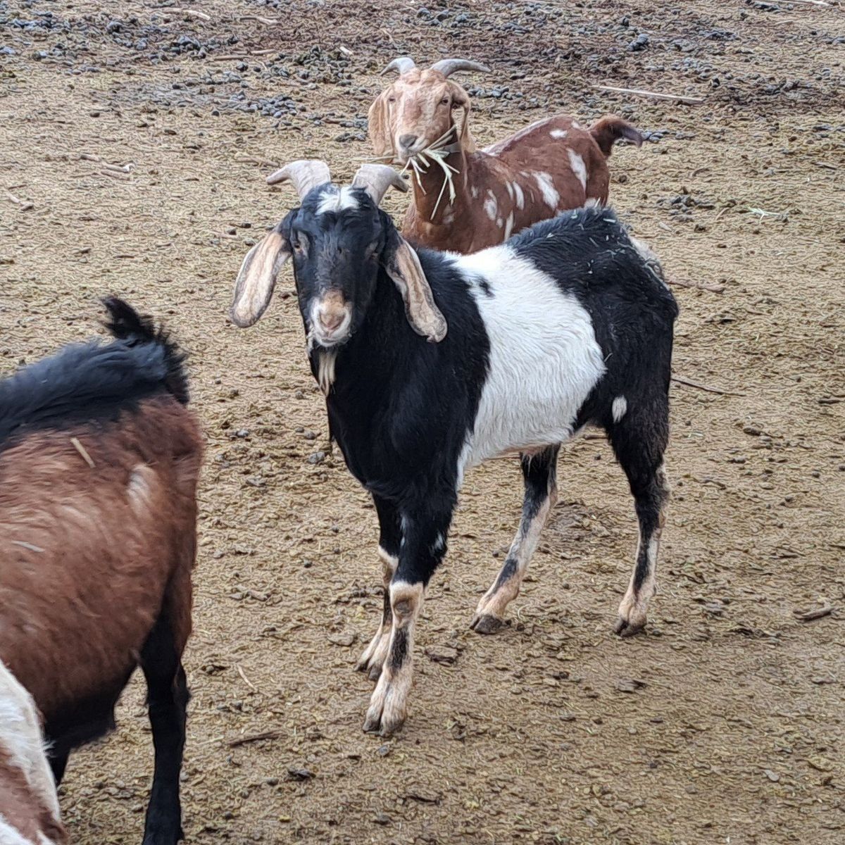 Goat Buckling and Wethers