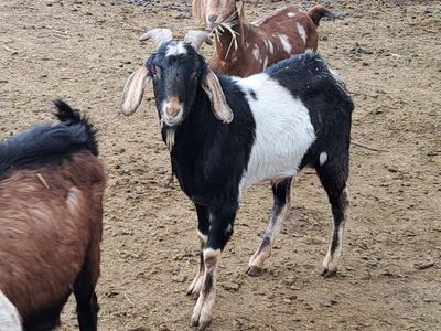 Goat Buckling and Wethers