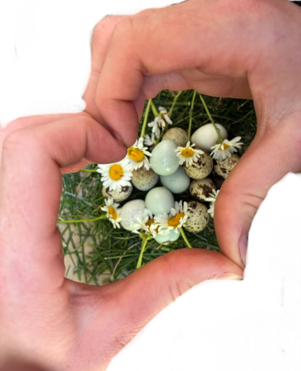 Quail eggs!!!!!!